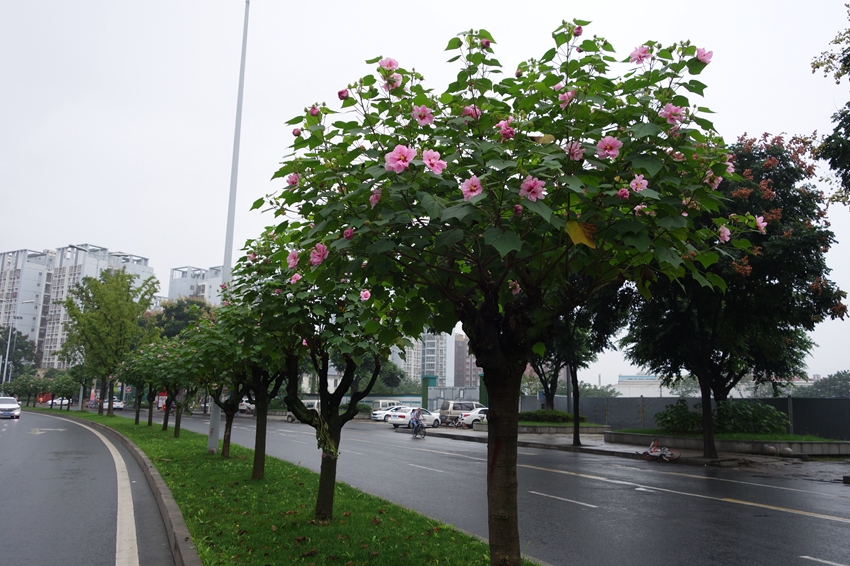 四季花木观赏指南-(芙蓉花) - 观花指南 - 成都市植物